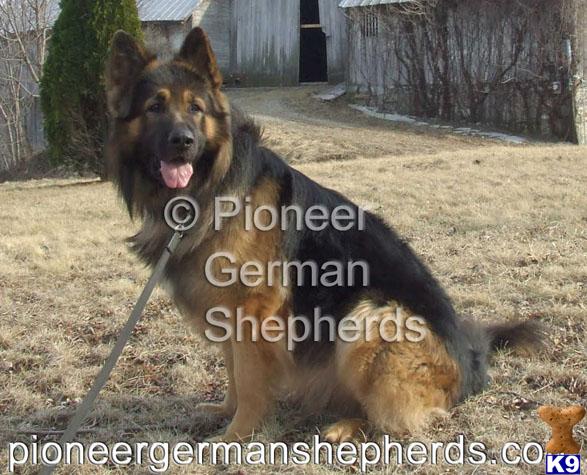 Long coat German Shepherd breeders of long coat German Shepherd puppies
