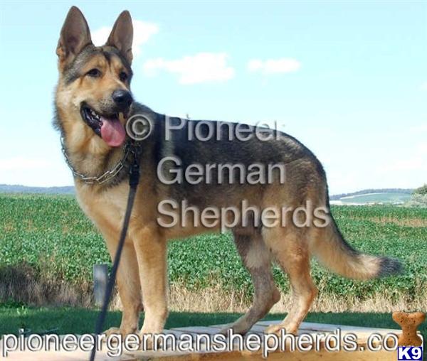 Rin Tin Tin line German Shepherd puppies - Rin Tin Tin style German Shepherds