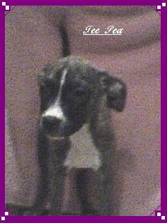 MOVING SALE / HALF OFF  PUPPY LEFT.....