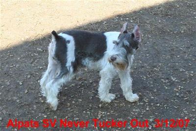 Tucker