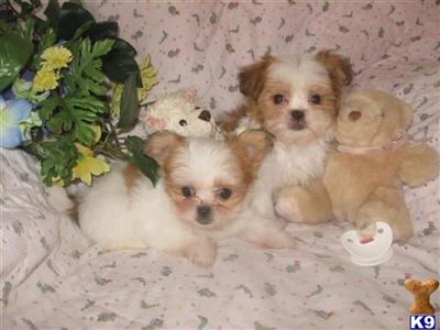Mi-Ki puppies