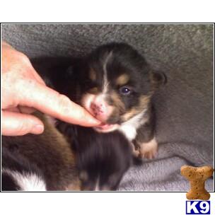 AKC Pembroke Welsh Corgi Puppies
