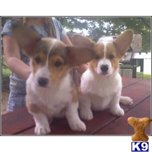 AKC/UKC Pembroke Welsh Corgi for stud