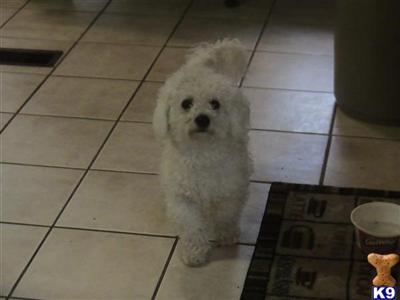 Buddy