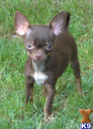 3 Lb. GORGEOUS Applehead Chihuahua Stud CH. Grand Sired