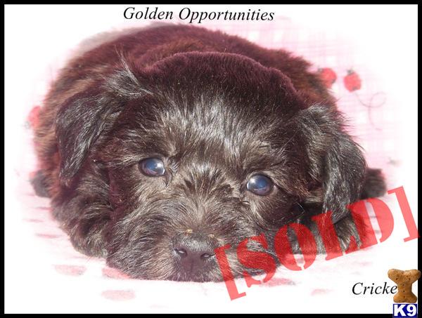 schnoodle puppies for sale michigan document moved schnoodle puppies for sale michigan document moved