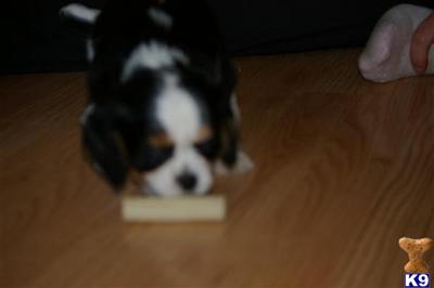 Cavalier King Charles female pups