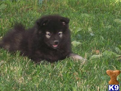 AKC Keeshond pups