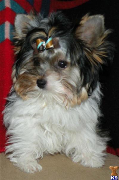 biewer yorkie breed information biewer biewer terriers breed info center breeds picture biewer yorkie breed information biewer biewer terriers breed info center breeds picture