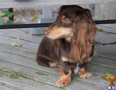 AKC Chocolate and tan longhaired mini Dachshund