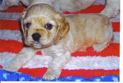 Cocker Spaniels by Sandi