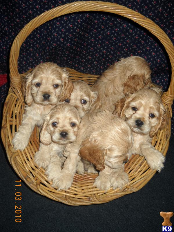 Cocker Spaniels by Sandi