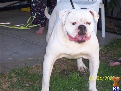 GUARDIANS AMERICAN BULLDOGS   BUSTER