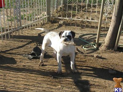 American Bulldog Bully Girl     Panda