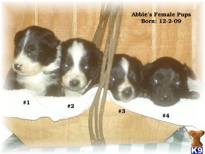 Registered Border Aussie Pups