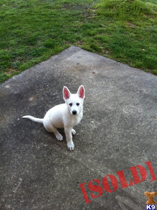 white german shepherd puppies for sale in ga document moved white german shepherd puppies for sale in ga document moved