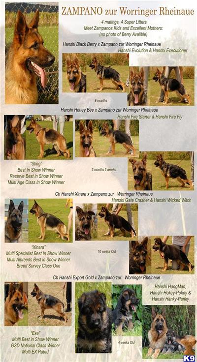 Hanshi German Shepherd Kennels lovely puppies 