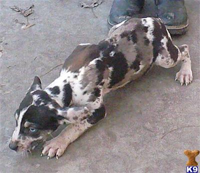 Flashy Catahoula pup