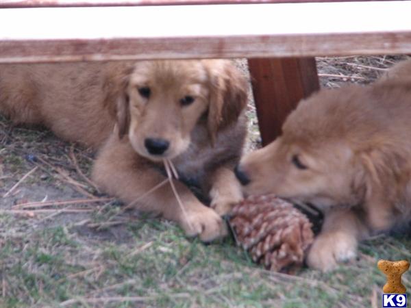 HeavenlyGoldens
