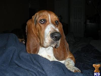 Buddy