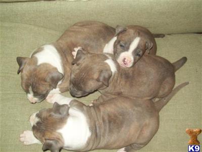  Male Brindle
