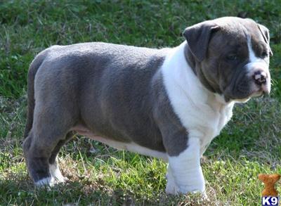 Brindle Female