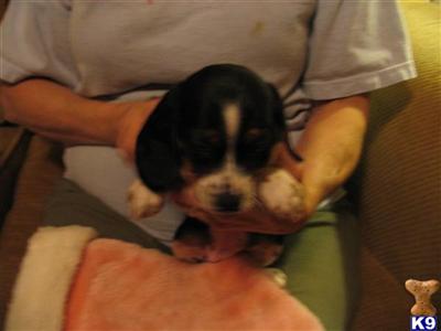 Female Beagle Baby 