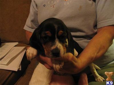 Little Lady Beagle