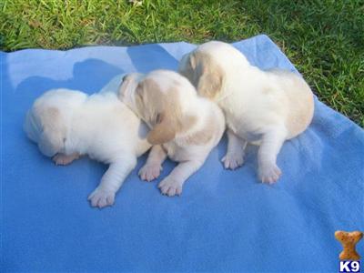 Lemon/white available mid-July