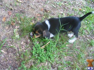 Playful Pal--