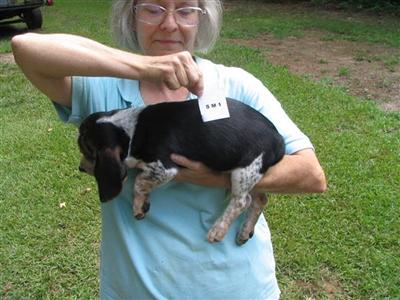 Beagle Puppies-2 males left Ticker is one