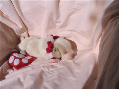 Accepting reservations on lemon/white puppies