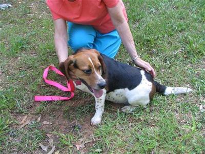 Beagle Pups on the Way