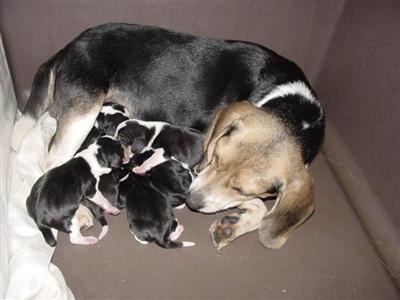 Tri-Color Litters Ready 