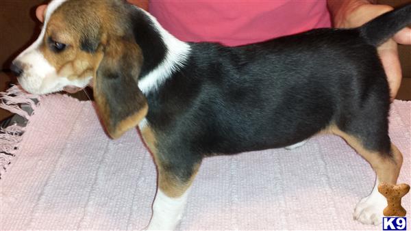 beagle puppies for sale in alabama document moved beagle puppies for sale in alabama document moved