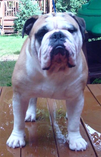 Sir Otis Albert