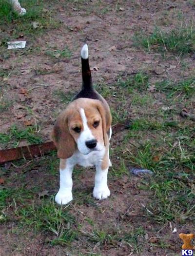 BEAGLE PUP PRICE REDUCED, FEMALE