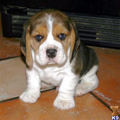 BEAGLE PUPS SOON