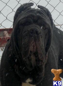 dog crates dallas on Mastini Della Fortes Baelera - Neapolitan Mastiff dog for sale