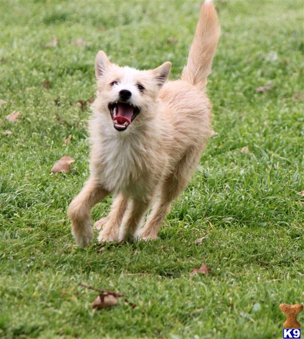 Portuguese Podengo Pequeno Wire Male
