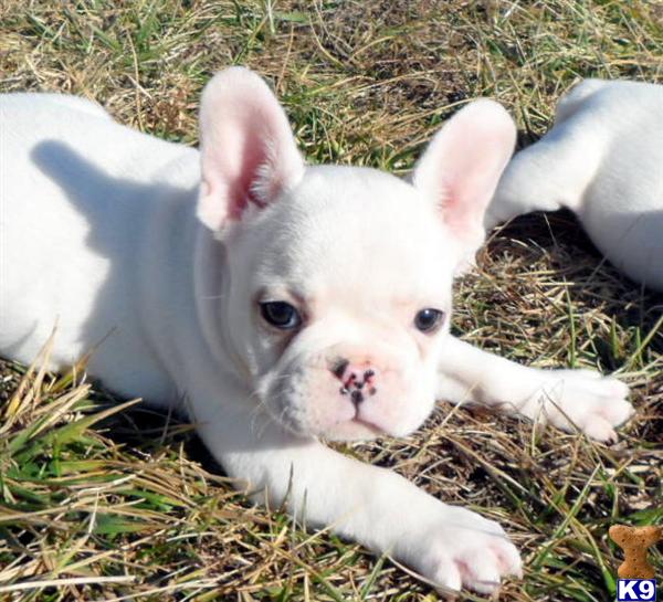 Champion French Bulldogs~Short body SUPER SHORT NOSE and WRINKLES