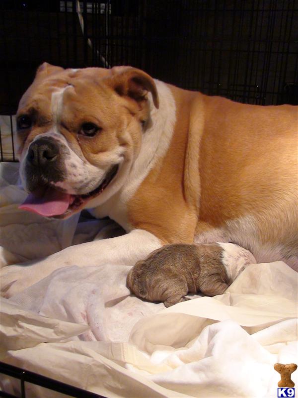 OLD ENGLISH BULLDOG PUPPIES FOR SALE TO LOVING HOMES Breeders Olde Eglish Bulldogs