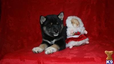 Santa Baby