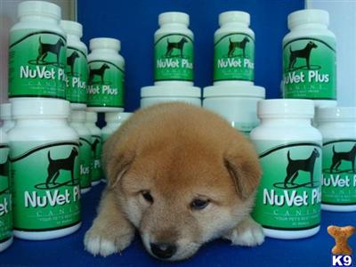 Nuvet Supplements