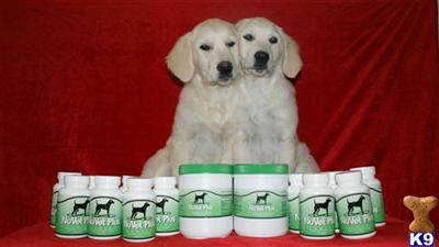 Nuvet Supplements