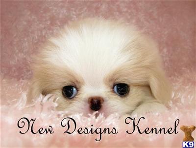 Champion AKC Japanese Chin Puppies Available