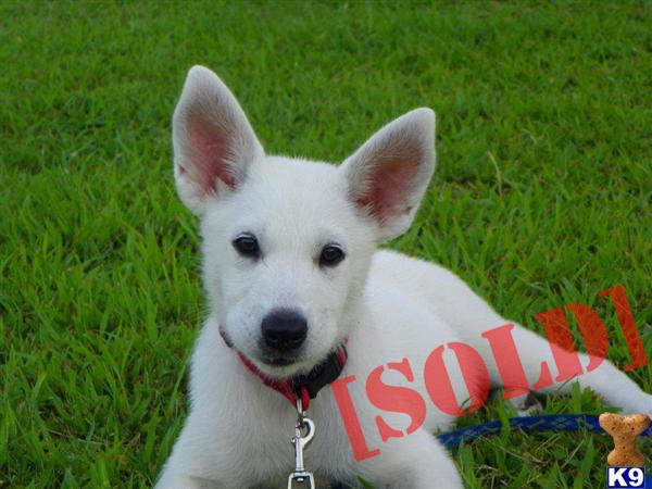 Husky/German Shepard/Samoyed/Wolf Mother/ Alaskan Noble Companion Dog Father Ready to go