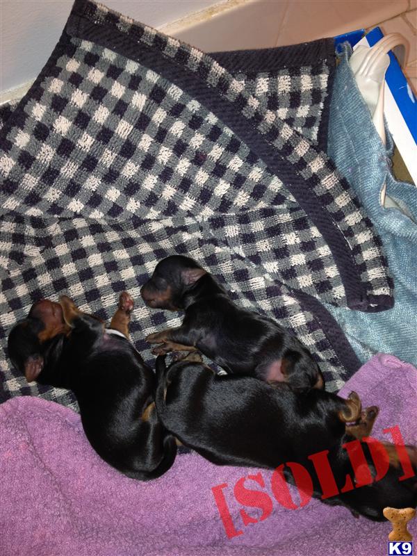 yorkie puppies for sale rochester ny document moved yorkie puppies for sale rochester ny document moved