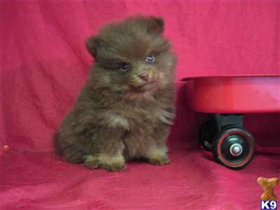 Adorable Pomeranian Male / Green Eyes  ~ CHOCO ~