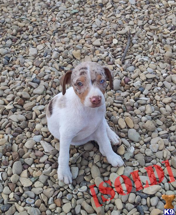 Rat Terrier Male SCOUT